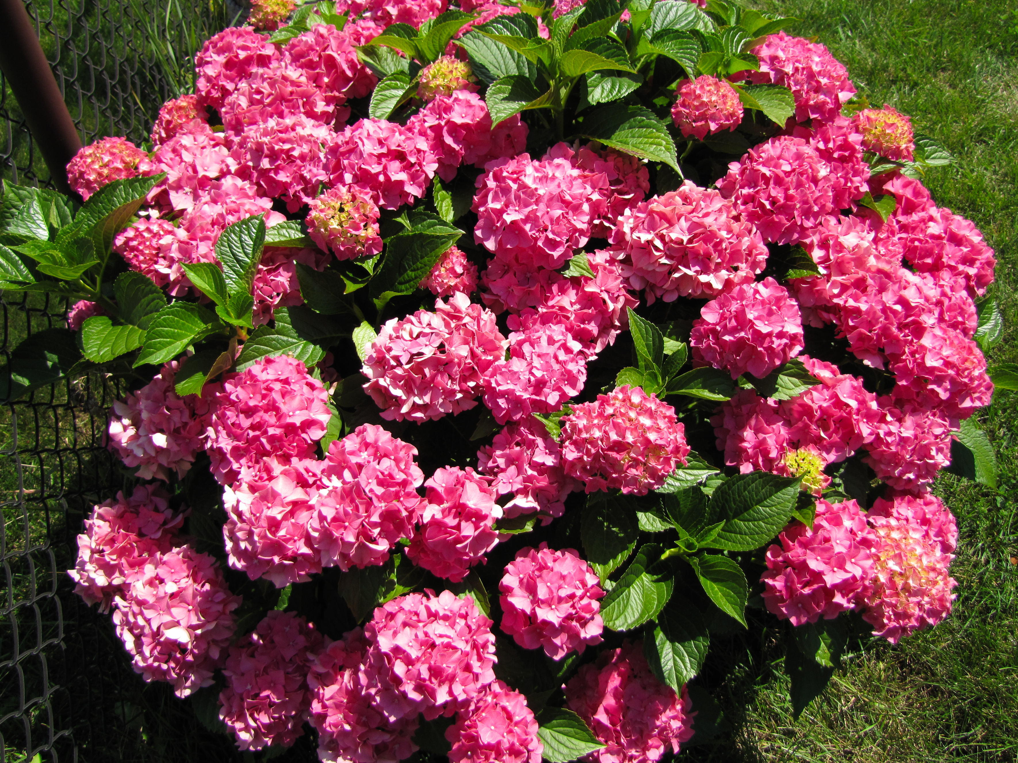 Hydrangea macrophylla 'Forever Pink'